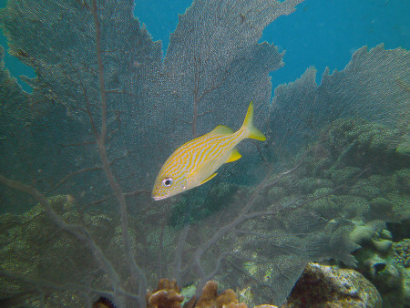 Tropical Divers Bonaire,Bonaire,Niederländische Antillen