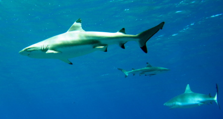 Yap Divers,Manta Ray Bay Hotel,Yap,Mikronesien