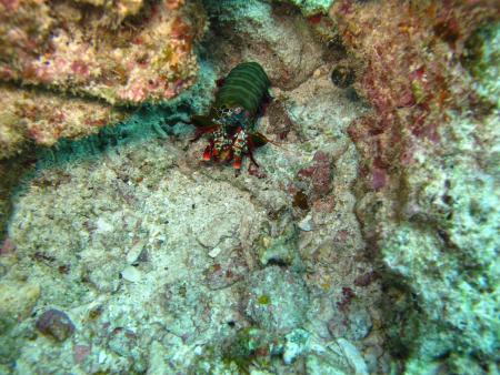 Dream Team Divers,Ya Nui,Phuket,Andamanensee,Thailand