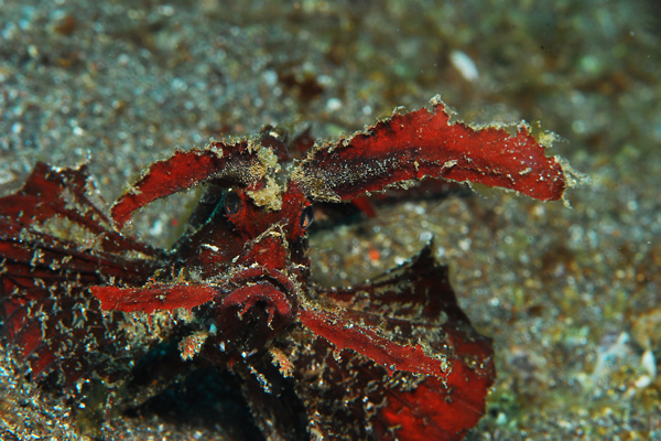 Lembeh strait, Lembeh Strait,Nord Sulawesi,Indonesien