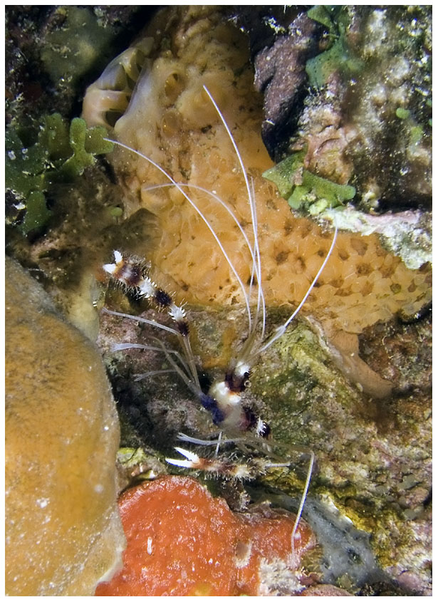 Bayahibe, Bayahibe,Dominikanische Republik