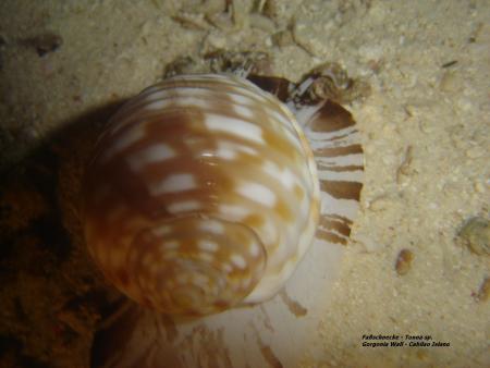 Cabilao Dive Center/La Estrella Beach Resort,Philippinen