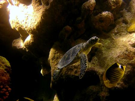 Beachsafari Diving Camp Marsa Alam,Marsa Alam und südlich,Ägypten