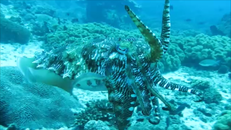Sepia am "Aquarium" der Daymaniats Islands, Extra Divers, Sifawy Boutique Hotel, Sifah, Oman