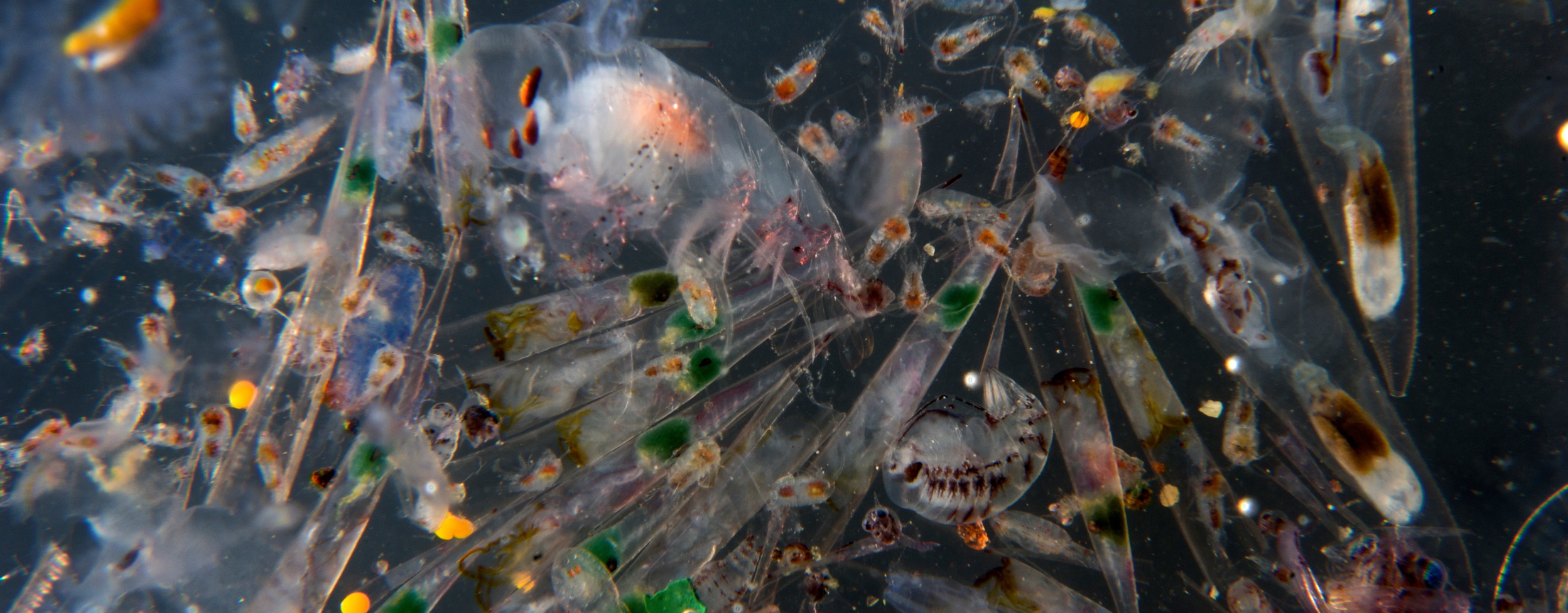 Сколько понадобится фитопланктона