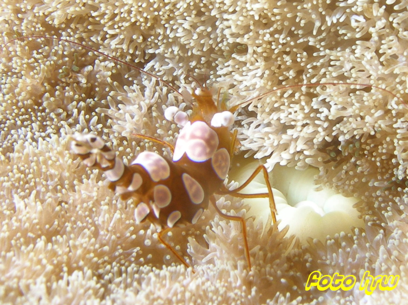 Moalboal, Moalboal & Malapascua,Philippinen