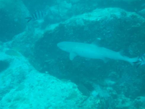 Whitetip Divers,Praslin,Seychellen