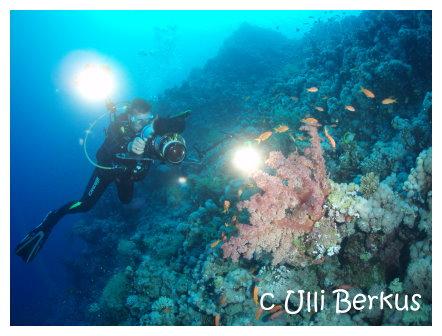 Extra Divers,Ras Nasrani,Melia Sinai Paradise Resort,Sharm El Sheikh,Sinai-Süd bis Nabq,Ägypten