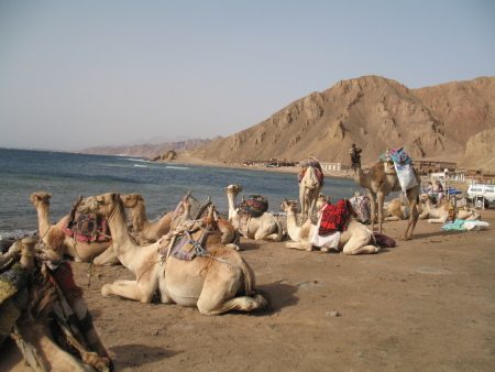 REEF2000,Dahab,Sinai-Nord ab Dahab,Ägypten
