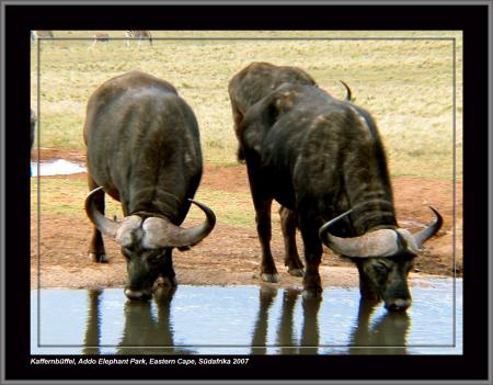 Addo Rest Camp,Addo Elephant Park,Südafrika