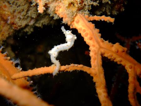 Poseidon Dive Center,Krabi / Ao Nang,Andamanensee,Thailand