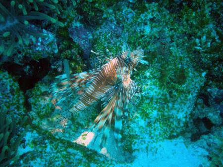 Kuredu,Pro Divers,Malediven