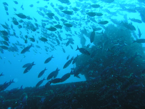 Veronika Wreck, Grand Ansen, Veronika Wreck,Grenada