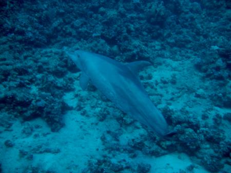 Beachsafari Diving Camp Marsa Alam,Marsa Alam und südlich,Ägypten