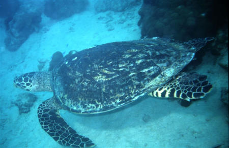Big Blue Divers,Mahé,Seychellen