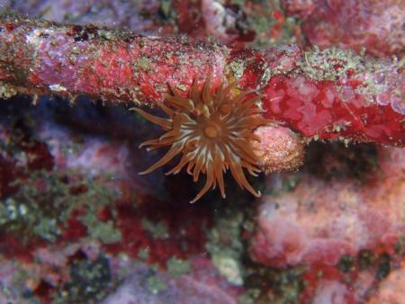 Buceo-Sub La Palma,Kanarische Inseln,Spanien