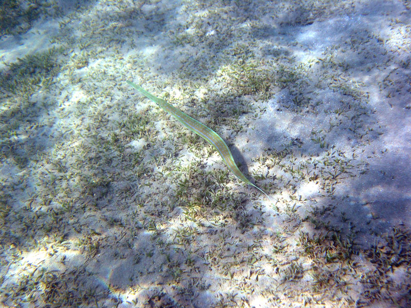 Brayka Bay, Brayka Bay,Ägypten