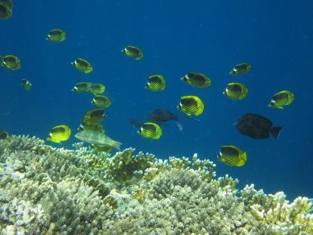 diving.DE el Flamenco,El Quseir bis Port Ghalib,Ägypten