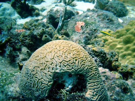 Dive Paradise,Nassau,New Providence Island,Bahamas