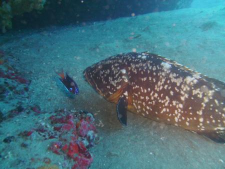 R.C. Diving,Puerto del Carmen,Lanzarote,Kanarische Inseln,Spanien