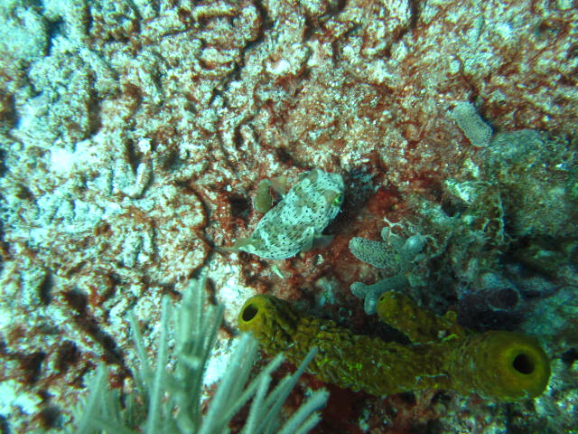 Maskenigelfisch, Maskenigelfisch, Reef Oasis Viva Dominican, Bayahibe, Dominikanische Republik
