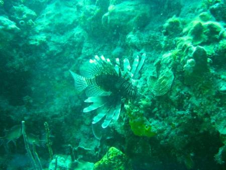 Marine Life Divers,Negril,Jamaika
