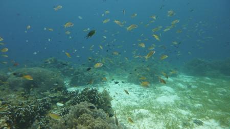 Blue Planet Diving Center,Alona Beach,Panglao,Bohol,Philippinen