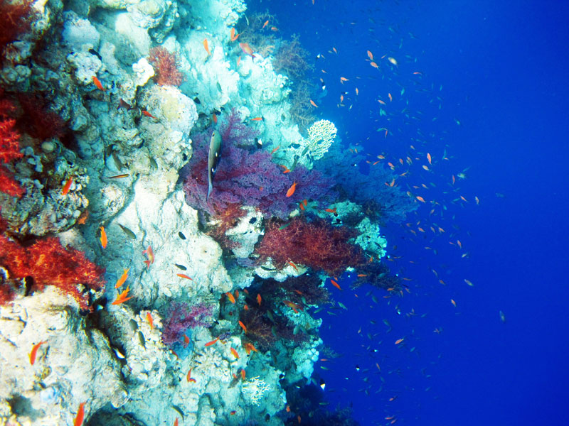 Amphoras: Walhaie, Manta`s uvm., Amphoras Lokal - Sharm el Sheikh,Ägypten