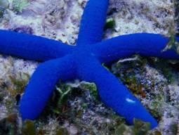 Blue Star Dive & Resort,Philippinen