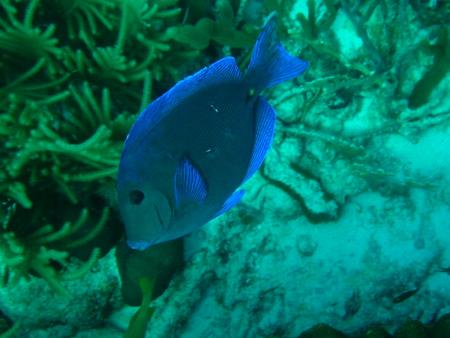 Tropical Divers Bonaire,Bonaire,Niederländische Antillen