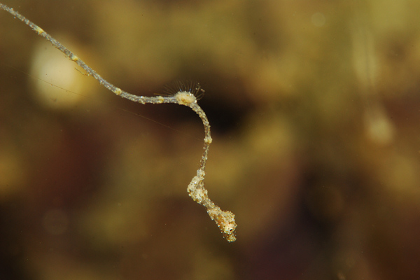 Lembeh strait, Lembeh Strait,Nord Sulawesi,Indonesien
