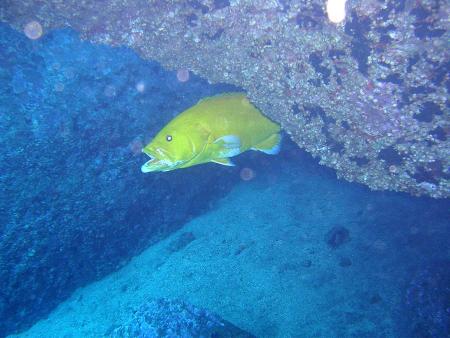 Atalaia Diving Center,Canico de Baixo (Madeira),Portugal