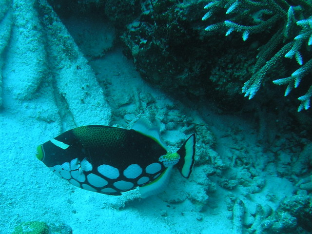 Similan Islands, Similan Islands,Thailand