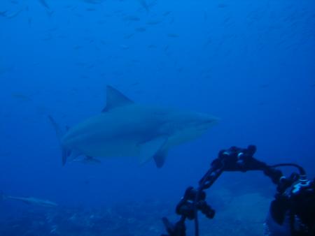 Beqa Adventure Divers,Fidschi