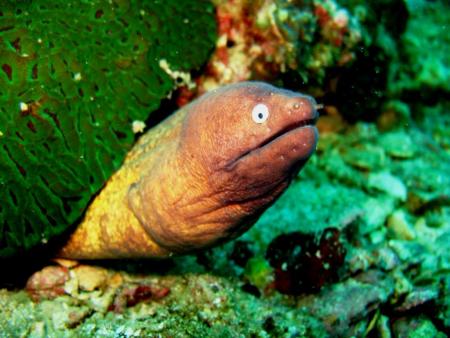 Calypso Diving,Koh Samui,Golf von Thailand,Thailand