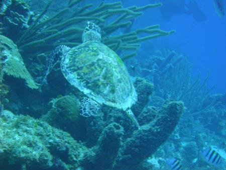 Curacao,Curaçao,Niederländische Antillen