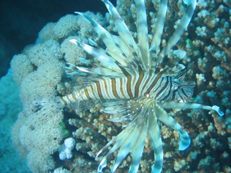 Extra Divers,Marsa Alam,Coraya Beach,Marsa Alam und südlich,Ägypten