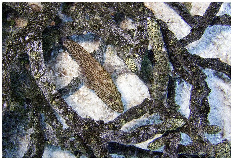 Bayahibe, Bayahibe,Dominikanische Republik