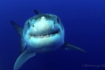 Wei&szlig;er Hai - &copy; Longimanus111
