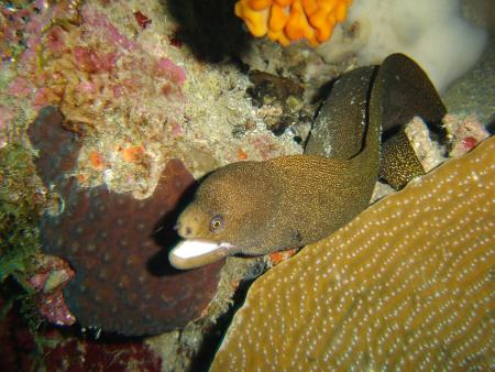 Scuba St. Lucia,Anse Chastanet,St. Lucia