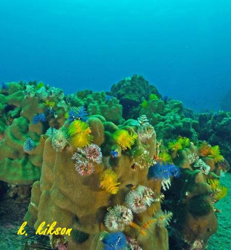 Calypso Diving,Koh Samui,Golf von Thailand,Thailand
