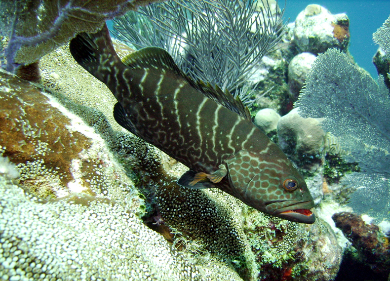 Utila, Utila,Honduras