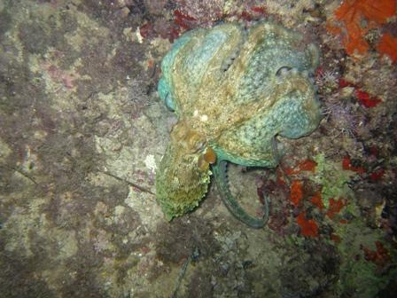 Dive & Fun,Cala D´Or,Mallorca,Balearen,Spanien