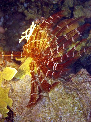 Safaga, Safaga - allgemein,Ägypten