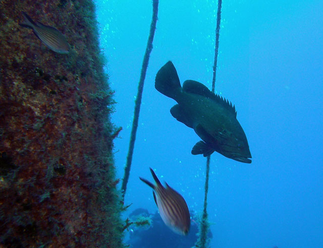 3, Calypso Diving Centre, Marsalforn, Gozo, Malta, Gozo