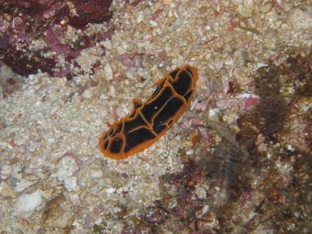 Calypso Diving,Boracay Island,Philippinen