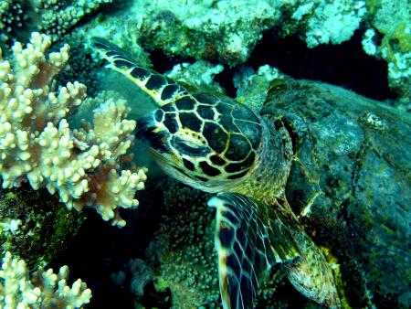 Beachsafari Diving Camp Marsa Alam,Marsa Alam und südlich,Ägypten