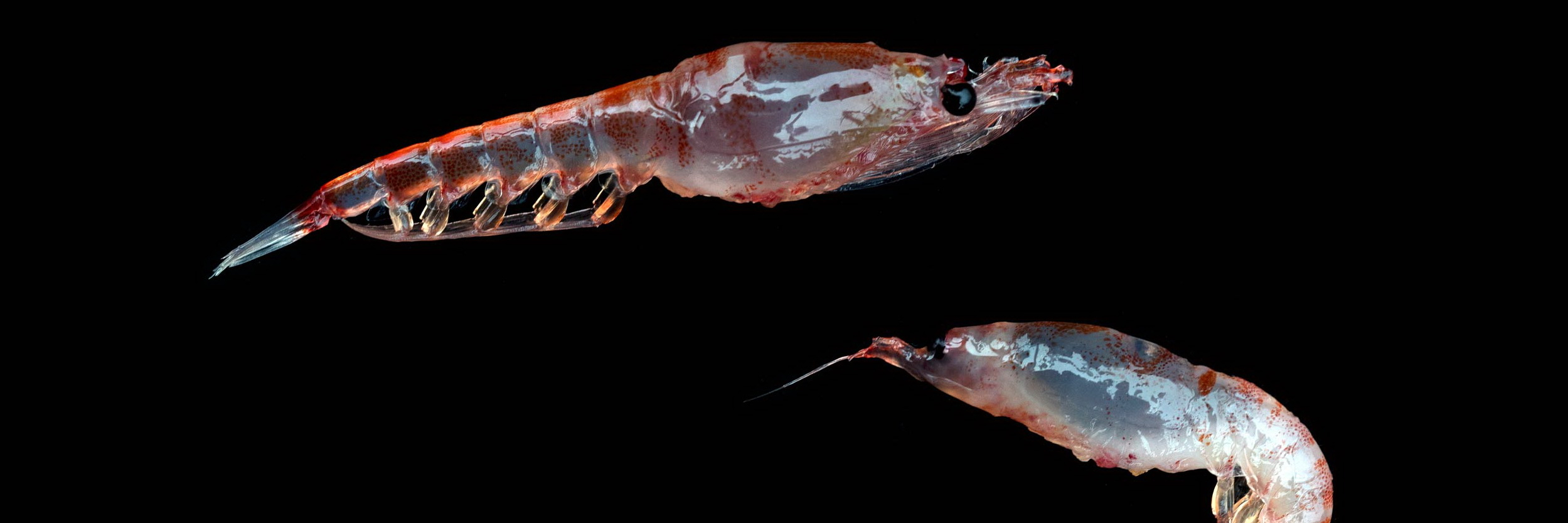  Licence To Krill Diveinside News