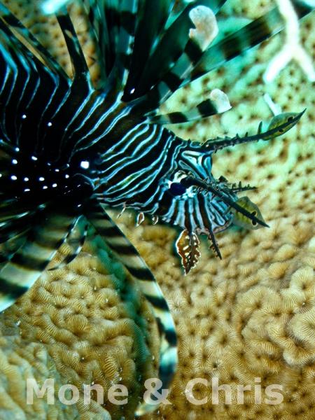 diving.DE el Flamenco,El Quseir bis Port Ghalib,Ägypten