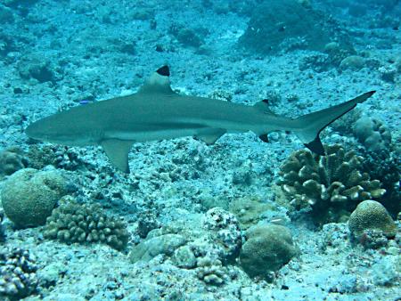 Peleliu Divers,Blue Dolphin Resort,Peleliu Island,Palau